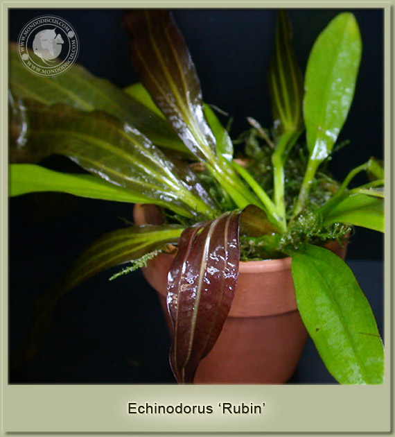 echinodorus rubin