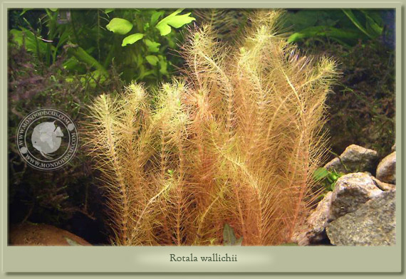 rotala wallichii