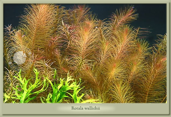 rotala wallichii