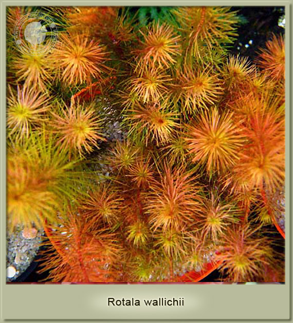 rotala wallichii
