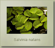 salvinia natans