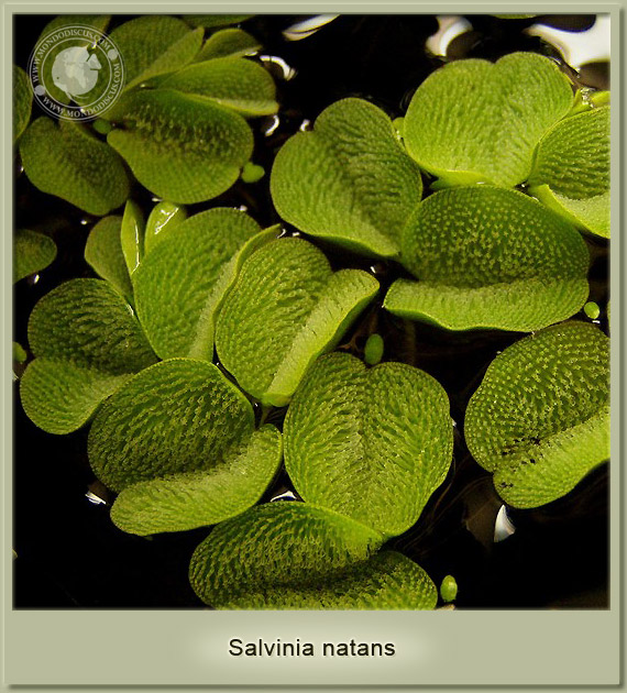 salvinia natans