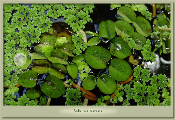 salvinia natans