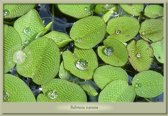 salvinia natans