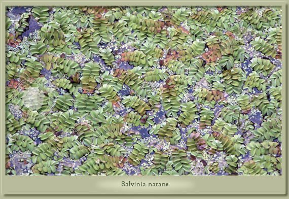 salvinia natans