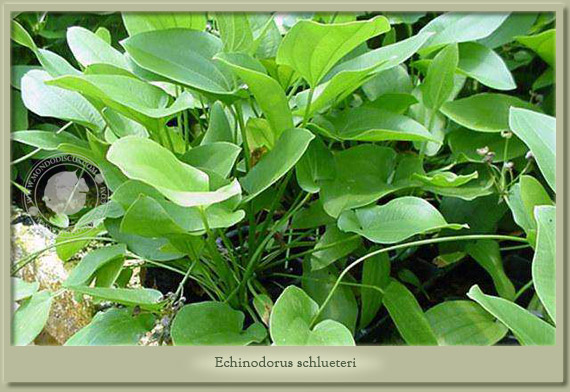echinodorus schlueteri