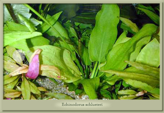echinodorus schlueteri