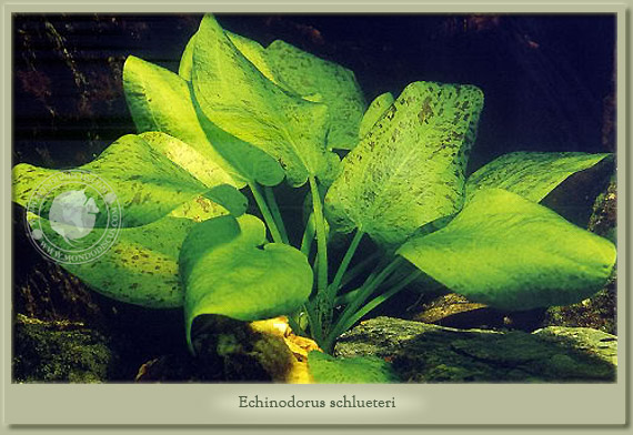 echinodorus schlueteri leopard