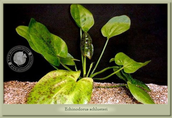 echinodorus schlueteri leopard