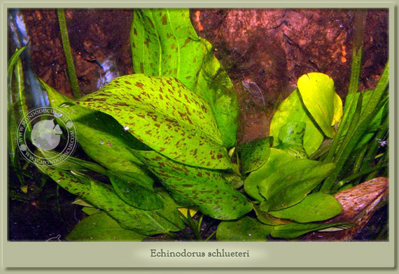 echinodorus schlueteri leopard