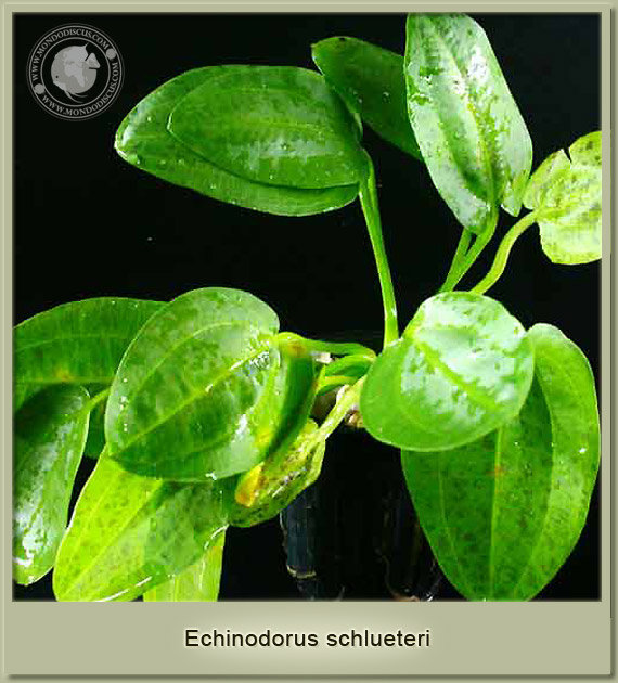 echinodorus schlueteri