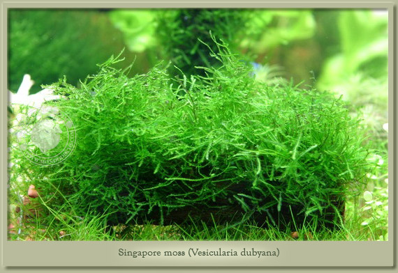 singapore moss