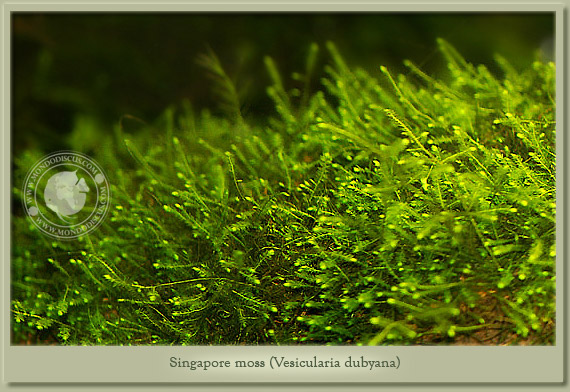 singapore moss