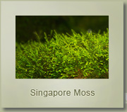 singapore moss