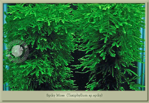 spiky moss