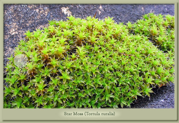 star moss tortula ruralis