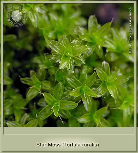 star moss