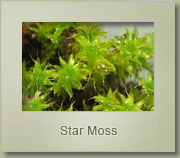 star moss tortula ruralis