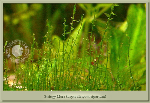 stringy moss stringy moss