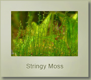 stringy moss