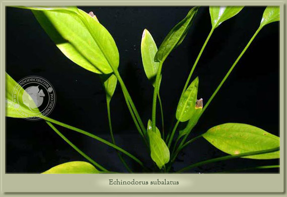 echinodorus subalatus