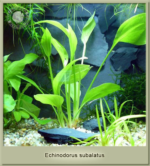 echinodorus subalatus
