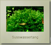 susswassertang moss