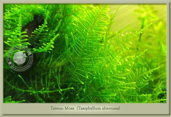 taiwan moss