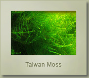 taiwan moss