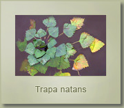 trapa natans
