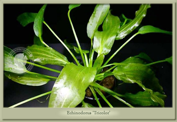 echinodorus tricolor