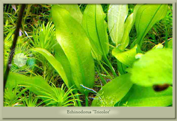 echinodorus tricolor