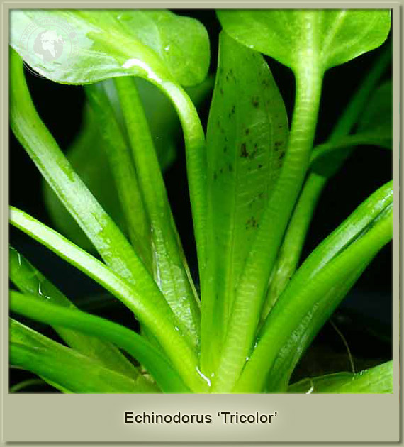 echinodorus tricolor