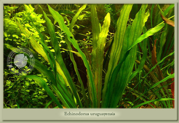 echinodorus uruguayensis