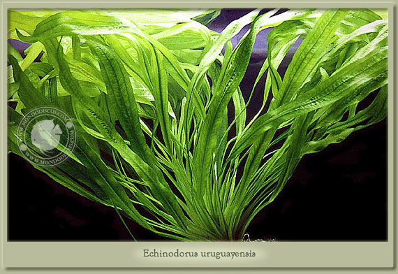 echinodorus uruguayensis