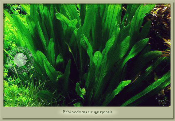echinodorus uruguayensis