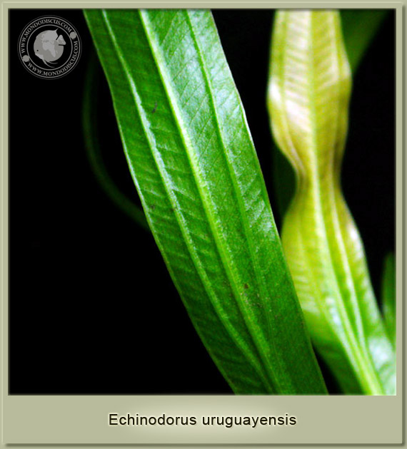echinodorus uruguayensis