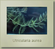 utricularia aurea