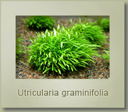 utricularia graminifolia