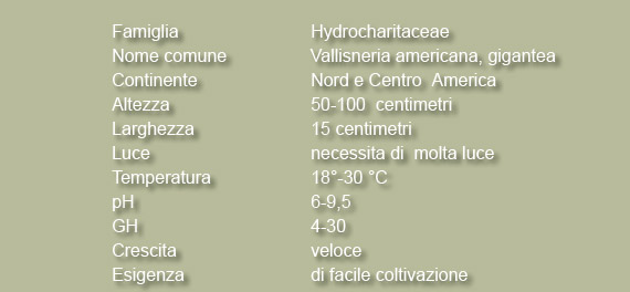 vallisneria americana