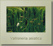 vallisneria asiatica