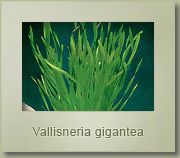 vallisneria gigantea