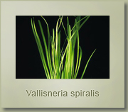 vallisneria spiralis