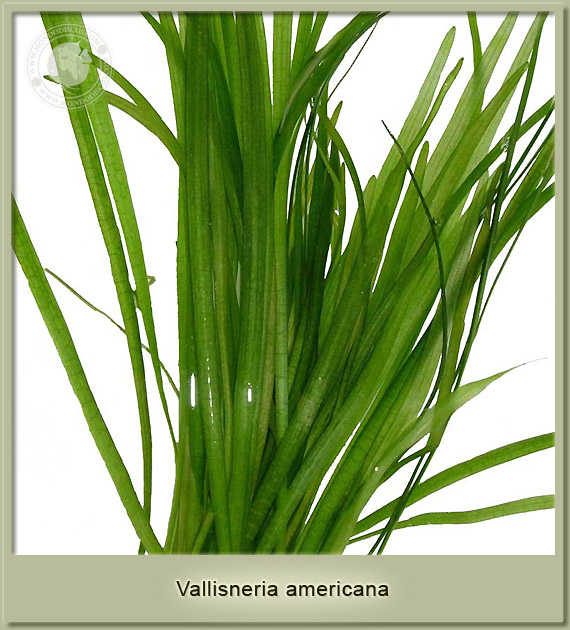vallisneria americana