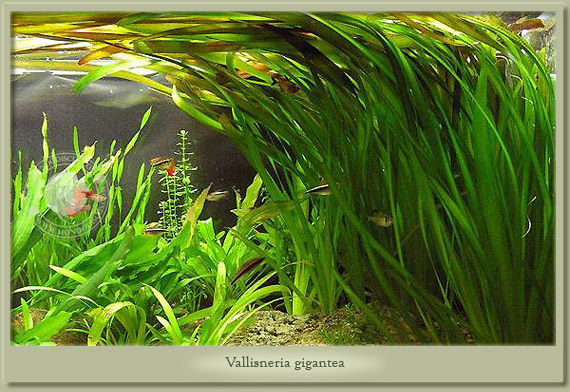 vallisneria gigantea