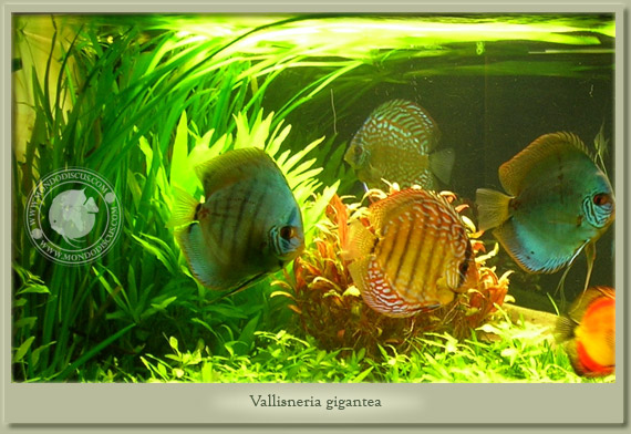vallisneria gigantea
