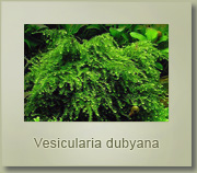 vesicularia dubyana