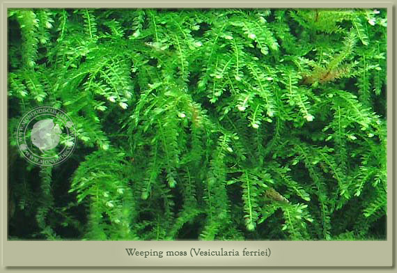 weeping moss