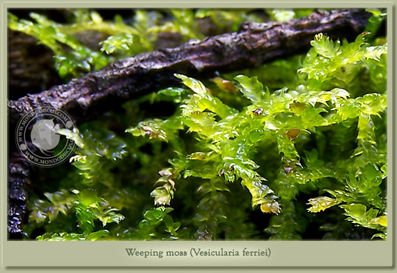 weeping moss