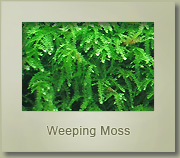 weeping moss